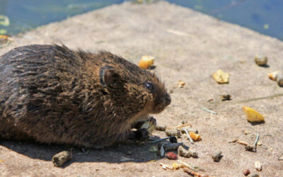 Food Businesses and the Menace of Food Pests (Part I)